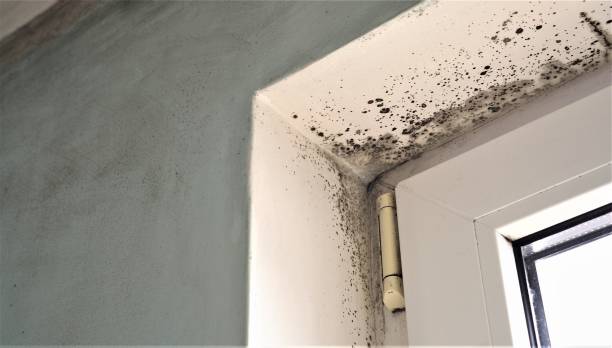 Best Environmental Consulting for Mold Prevention  in Fremont, NE